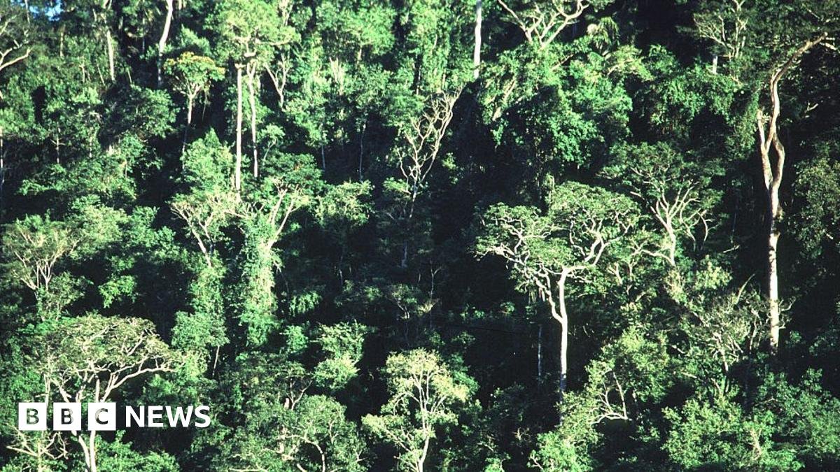 Forests the size of France regrown since 2000, study suggests