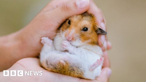 Hong Kong leader Carrie Lam defends Covid hamster cull