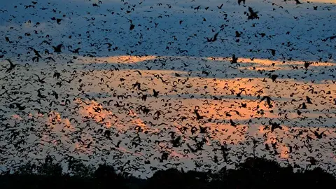 The world's largest mammal migration that few travellers ever see