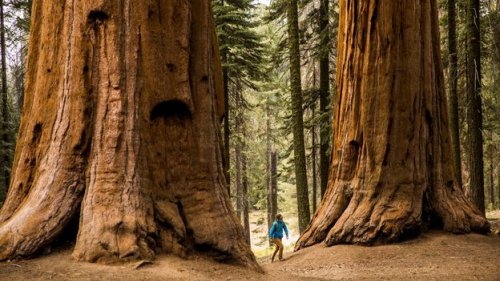 The genetic power of ancient trees