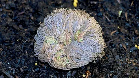 Resurrection plants: The drought-resistant 'zombie plants' that come back from the dead