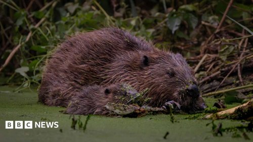 How Ealing's beavers are tackling flooding | Flipboard