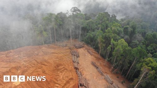 Unsustainable logging, fishing and hunting 'driving extinction'