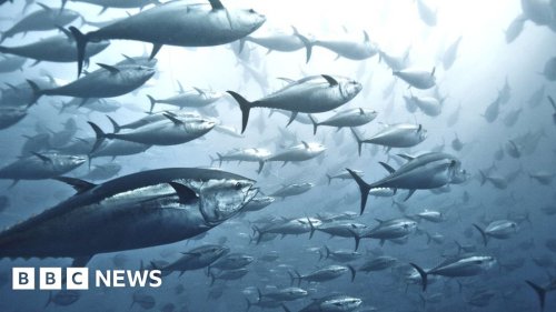Tuna bounce back, but sharks in 'desperate' decline