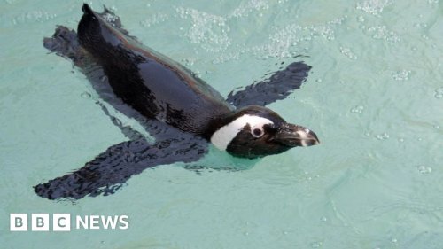 Endangered South African penguins killed by swarm of bees near Cape Town