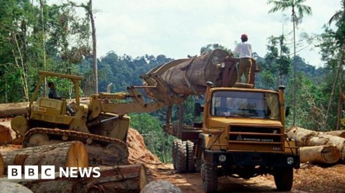 Indonesia's biodiesel drive is leading to deforestation