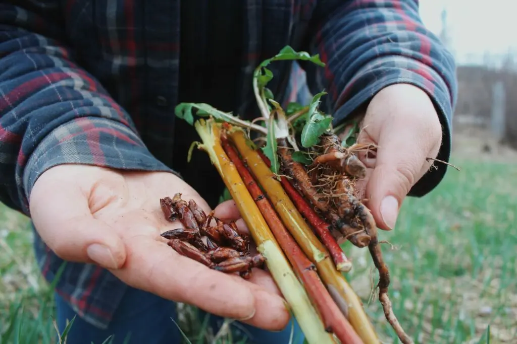 FORAGING & WILD FOODS - cover