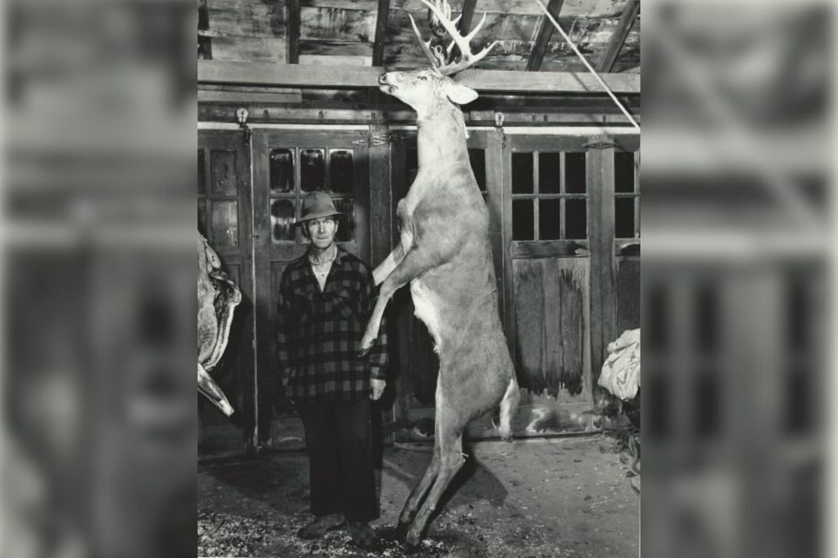 How rare are 300-pound Maine bucks? This chart shows the biggest recorded