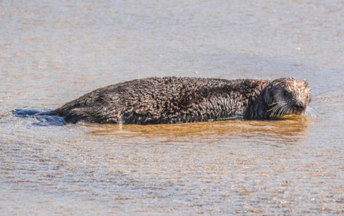 Considered Extinct, Live Sea Otter on Oregon Coast | What That Means