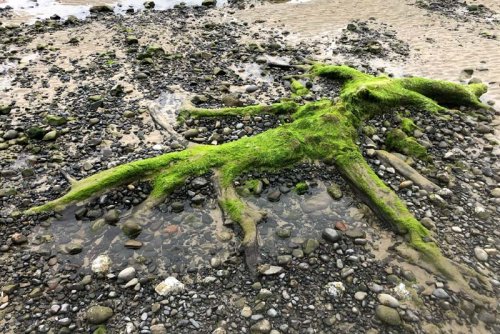New Ghost Forest Found at N. Oregon Coast's Happy Camp a Chilling Reminder