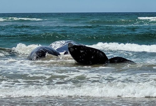 3 Gray Whales Strand on Oregon Coast: Calf from Orca Attack; Mother and