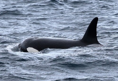 Possible New Killer Whale Discoveries Off Oregon Coast Waters
