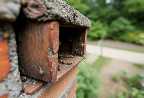 Bees in Chimneys: Identification, Removal and Prevention – Hanna’s Bees - The Bee Whisperer