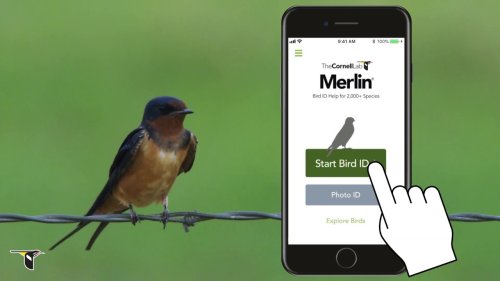 Cette app permet d'identifier un oiseau par son son ou par la caméra