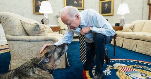 NI dog lovers' sympathy for US President Joe Biden on death of his dog Champ