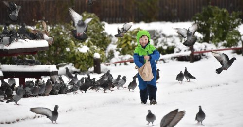 Animal expert on why people's 'utter disdain' for pigeons breaks his heart