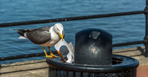 Council to install dozens of new 'bird proof bins' costing council 30k