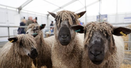 The Balmoral Show: All smiles at day two of the festival