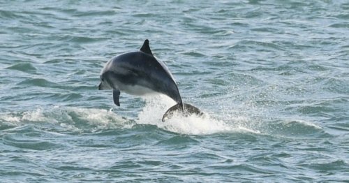 NI council could seek powerboat ban to protect Finn the dolphin