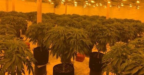 Co Down cannabis farm find: Two men due in court