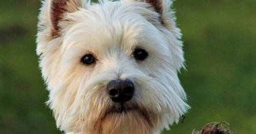 14 dog breeds claimed by the Scots and loved by us