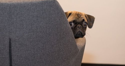 NI vets declare a pet passport shortage just as summer arrives