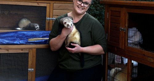 The joys and challenges of running Ireland's only Ferret rescue centre
