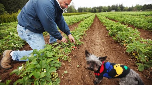 Popular Whatcom County family farm to close next fall after 65 years in business
