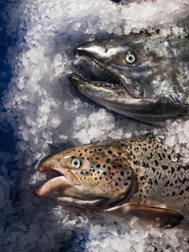 Three weeks later, more than 100,000 Atlantic salmon could still be in local waters