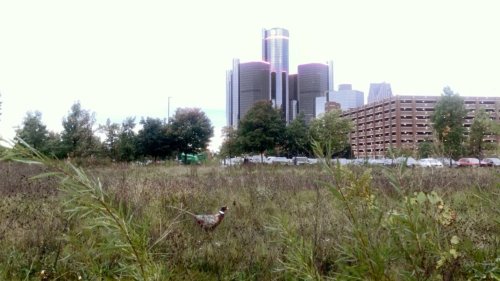 Pheasants of Detroit