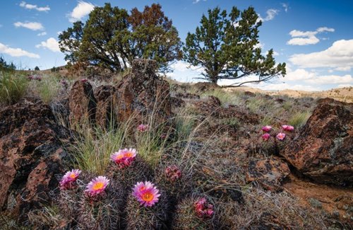 Where to See Wildflowers in Spring Basin
