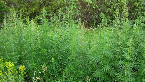 What Is Cannabis Ruderalis And What Are Its Effects?