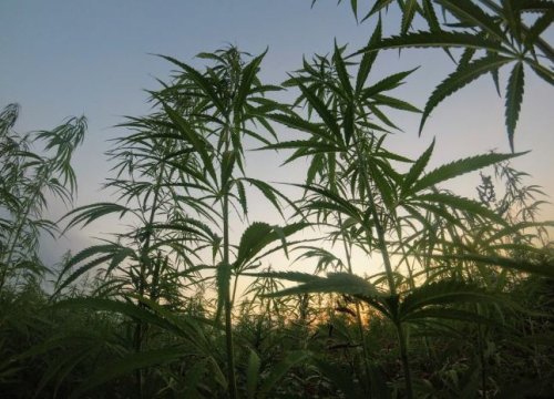 USDA Hemp Market Report Shows Stability And Growth Amid Challenges