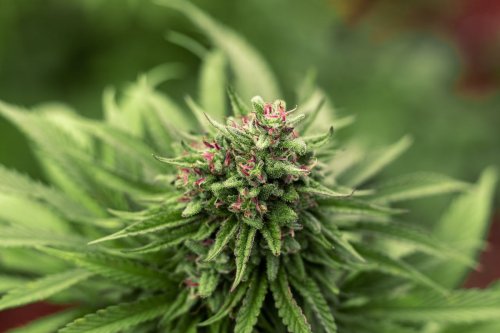 Defined Research To Present Results From CBD Clinical Trial For Insomnia At Sleep 2023 Medical Conference
