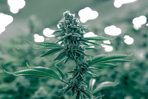 The Strongest Weed Strains To Try In 2023