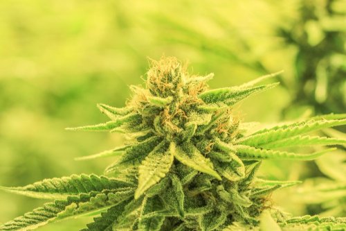 Cannabis Countdown: Top 10 Marijuana And Psychedelics Industry News Stories Of The Week - Charlottes Web Holdings (OTC:CWBHF)