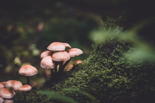 How To Grow Your Own Magic Mushrooms At Home: A Comprehensive Guide To Grow Kits