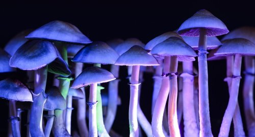 Optimi Completes First Grow of Psilocybin Mushrooms, Introduces New Head Of Cultivation