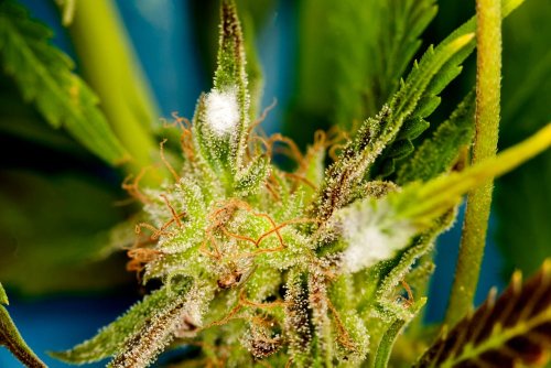 Moldy Cannabis Can Be Deadly: Genetic Breakthrough Fills Void Left By Federal Inaction