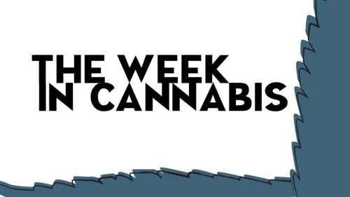This Week In Cannabis: Carmelo's NY Launch, Federal Reform, Cancer Study, Avicanna's Growth, Tilray's Split, DeSantis Fallout, Slovenia's Big Move And More