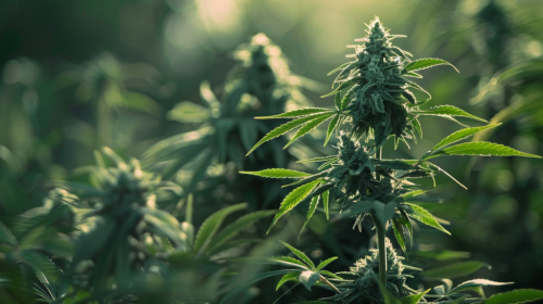 Cannabis Goes Green: Cutting-Edge Products Spotlight Core Sustainability