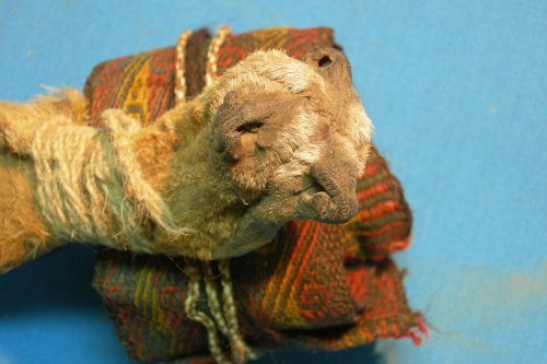 Ayahuasca fixings found in 1,000-year-old Andean sacred bundle