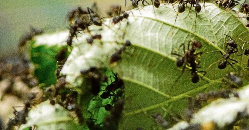 Genialer Zimt-Trick: So vertreiben Sie Ameisen aus Ihrem Garten – ohne Chemiekeule