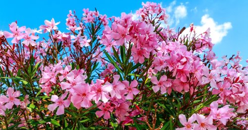 Oleander gießen, düngen, schneiden: Ein einfaches Hausmittel ist der perfekte Dünger
