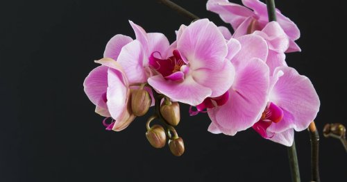 Orchideen richtig pflegen: Mit diesem irren Trick der Floristen stärken Sie Blätter und Blüte