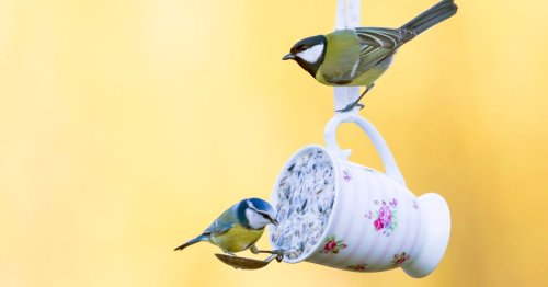 Vogelfutter selbst machen: Drei Rezepte und Ideen, wie Sie Vögel im Winter füttern können