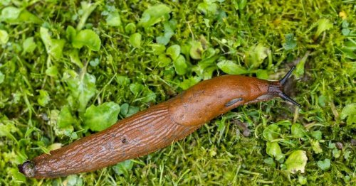 Genialer Trick mit simplen Kronkorken: Nacktschnecken im Garten mit dieser Wunderwaffe bekämpfen