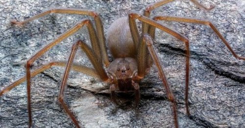 Giftige Spinne in Mexiko entdeckt – ihr Biss lässt Menschenfleisch verwesen