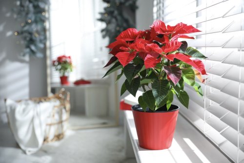 The special plant you must have in your home in December to attract money and luck into your life