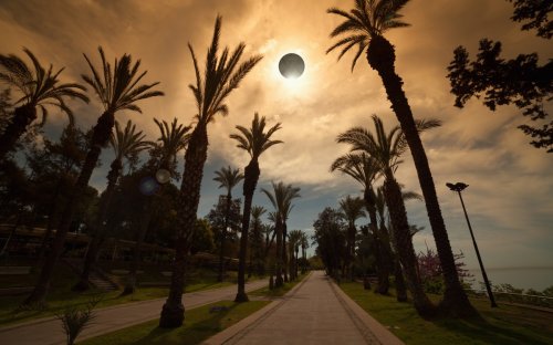 45 Bizarre Animal Behaviors During a Total Solar Eclipse